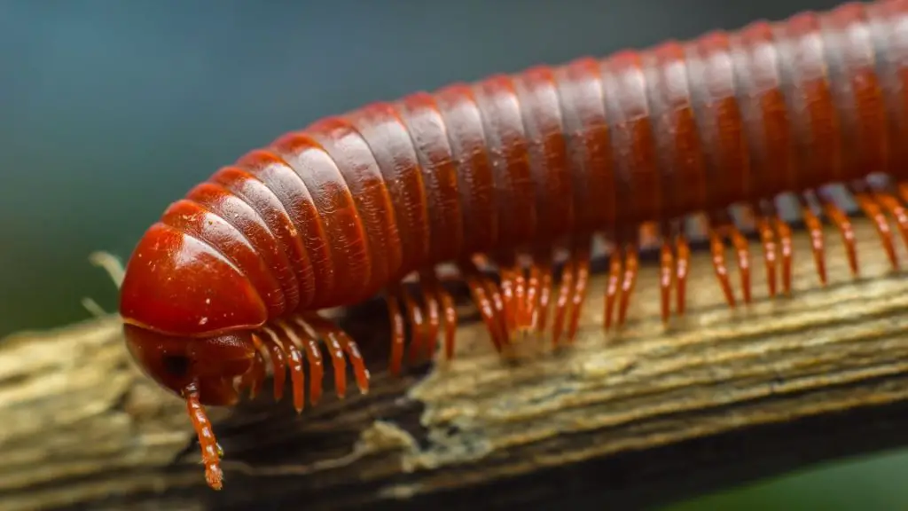 A male millipede with hidden gonopods