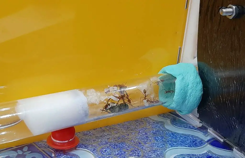 Transfer the queen ants to the formicarium when the test tube is crowded.
