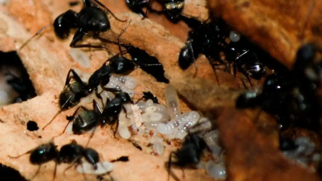Ant workers and larvae.