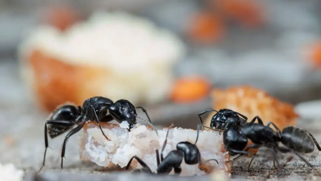 Feeding ants is easy.