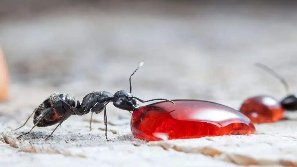 Generally, ants love sugars.