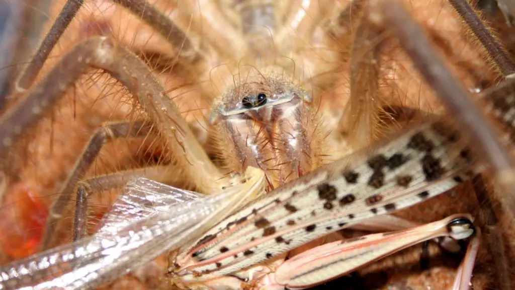 A camel spider feasting on a grasshopper.