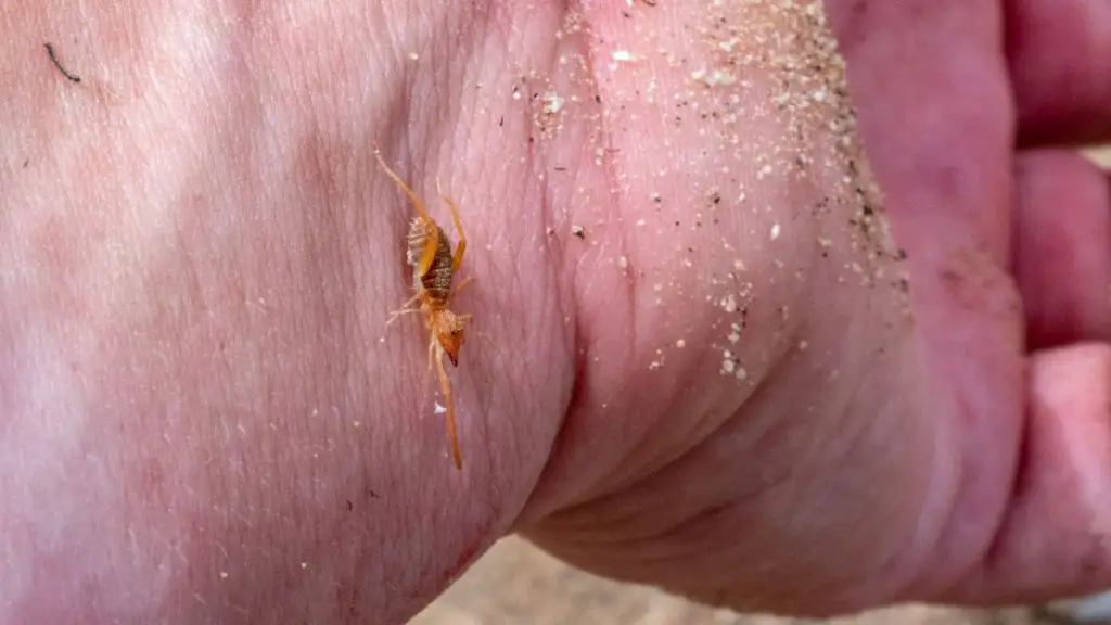 Handling camel spider