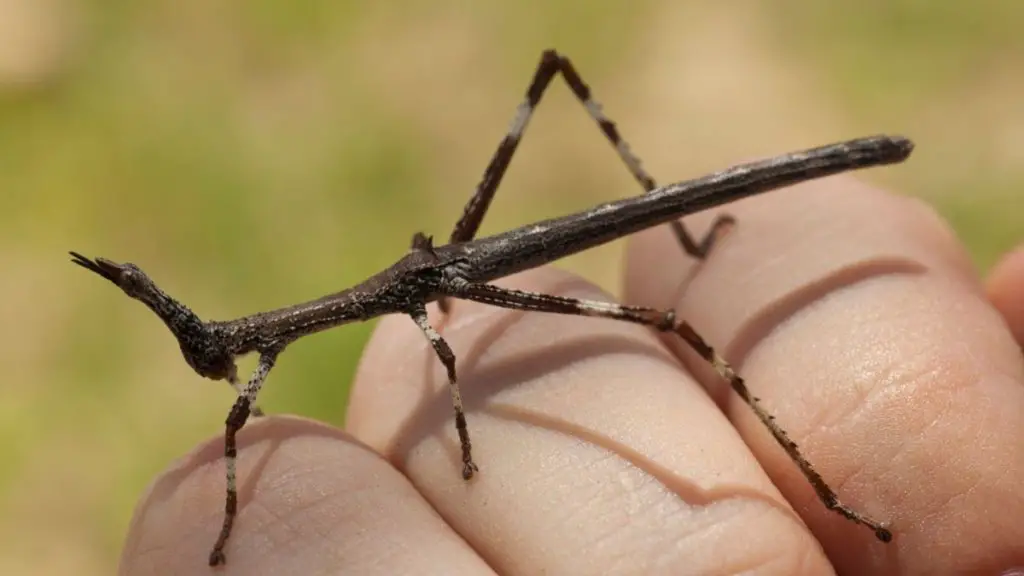 Handling stick insect is easy, since they are slow and do not bite.