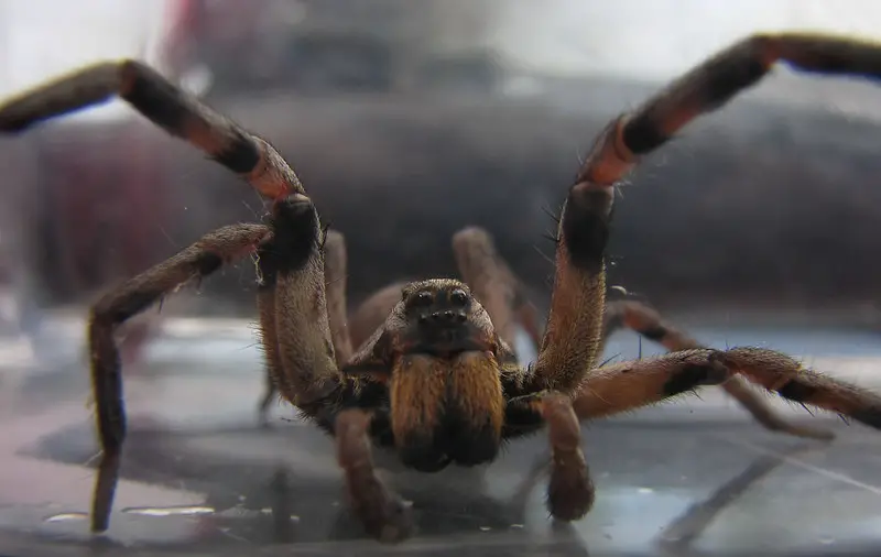 A sexually matured adult male tarantula with swollen emboli.