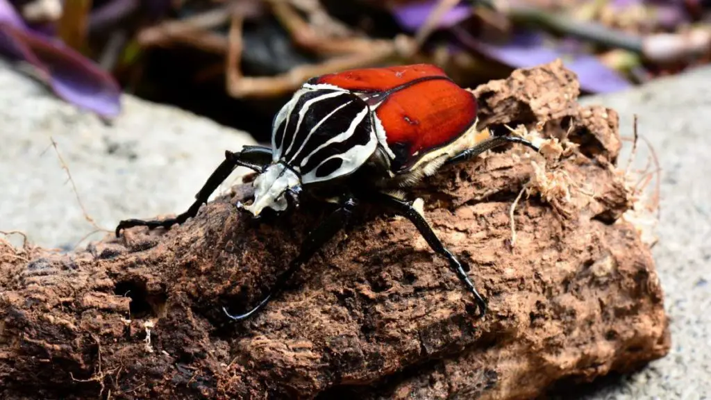 An male goliath beetle resting on a tree bark.