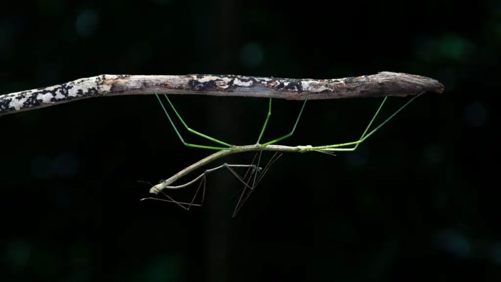 Twigs are essential in stick bug housing