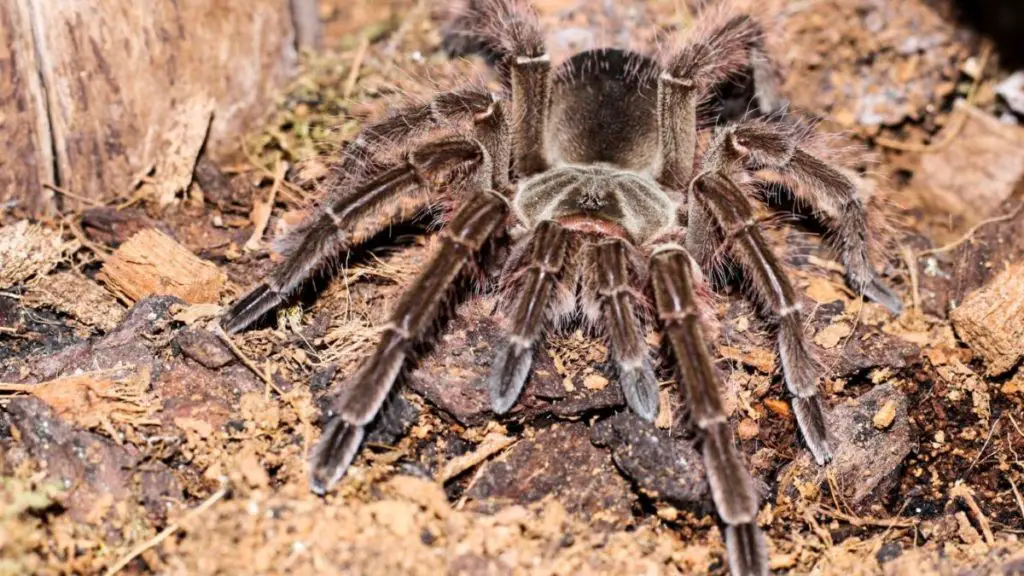 Theraphosa blondi has setae on its knee and underneath of its femora