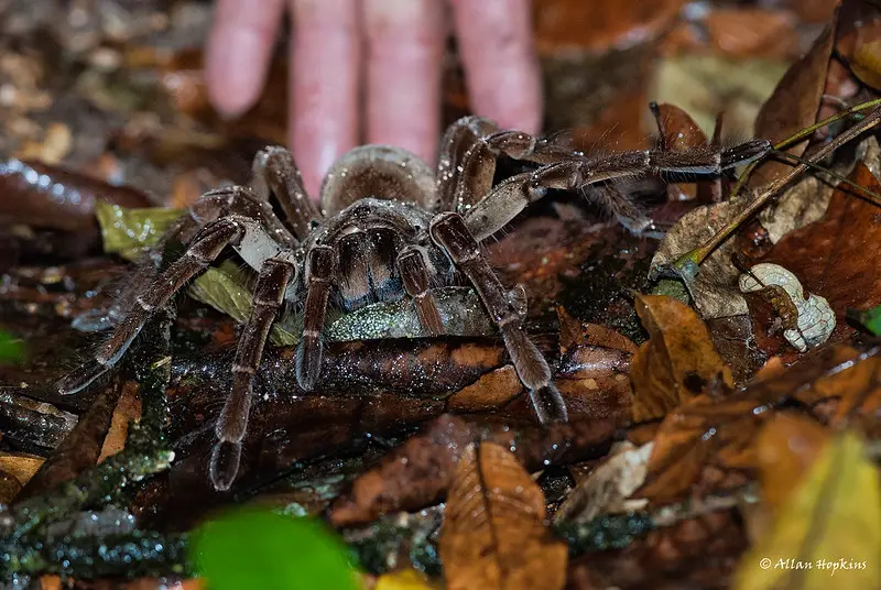 Theraphosa stirmi has no setae (hairs) on its knee and underneath of its femur.