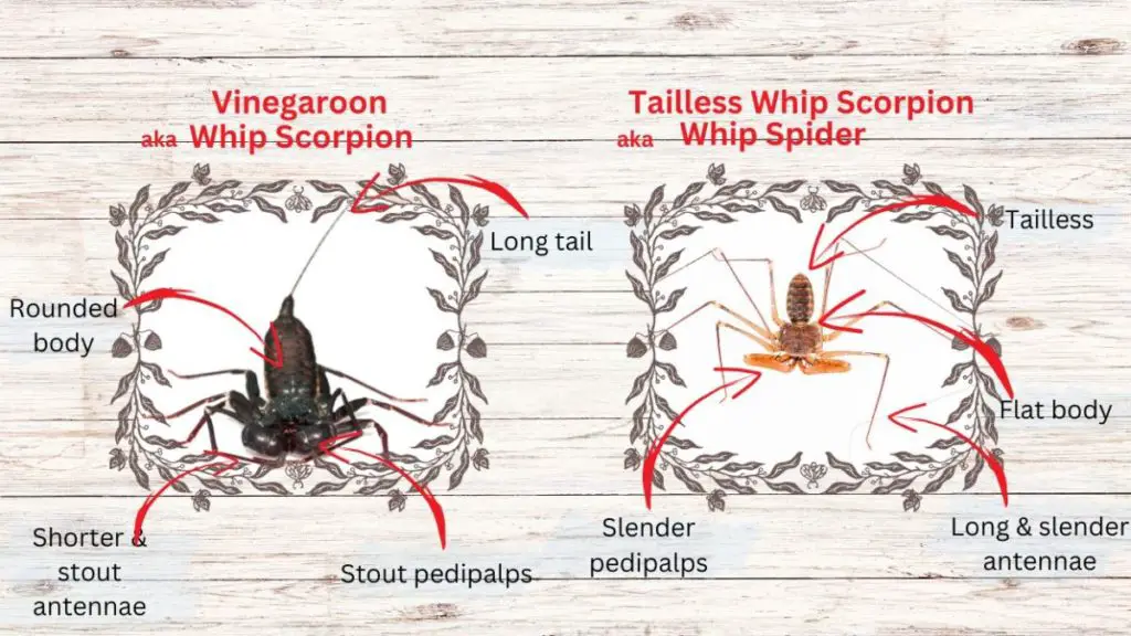 Differences between a vinegaroon vs a whip spider.