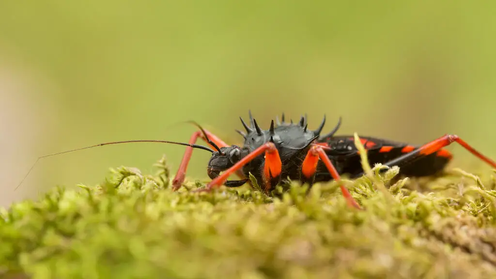 A horrid king assassin bug