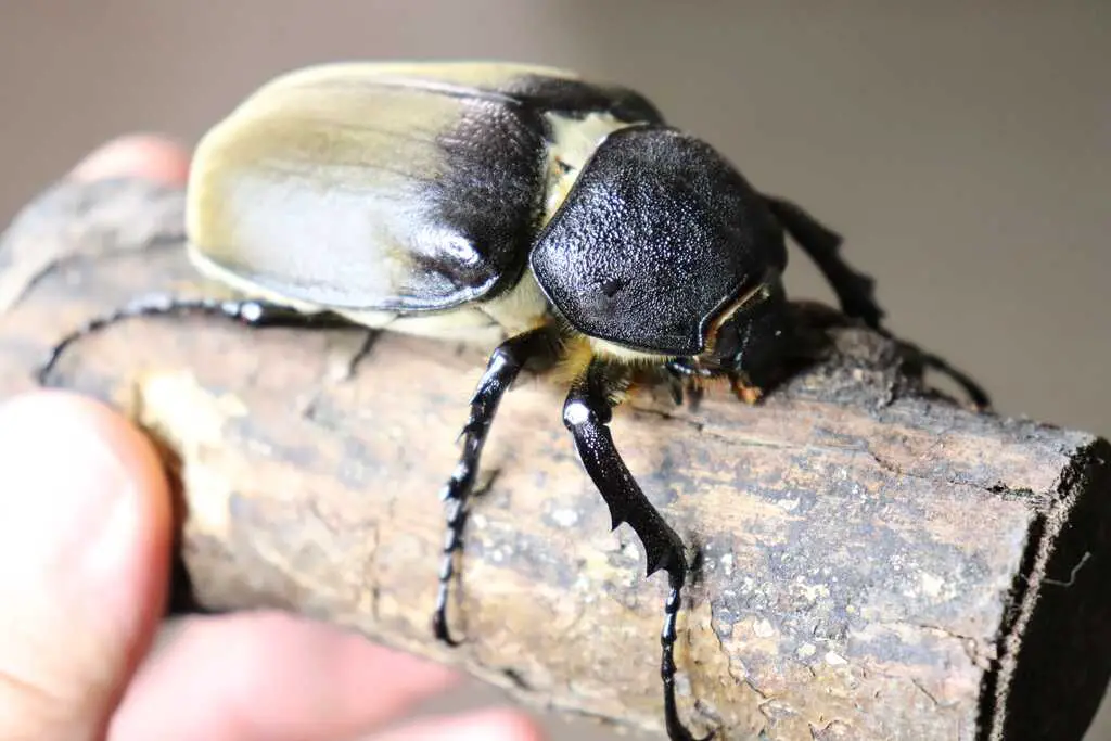 A female megasoma beetle