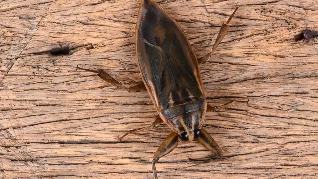 A giant water bug