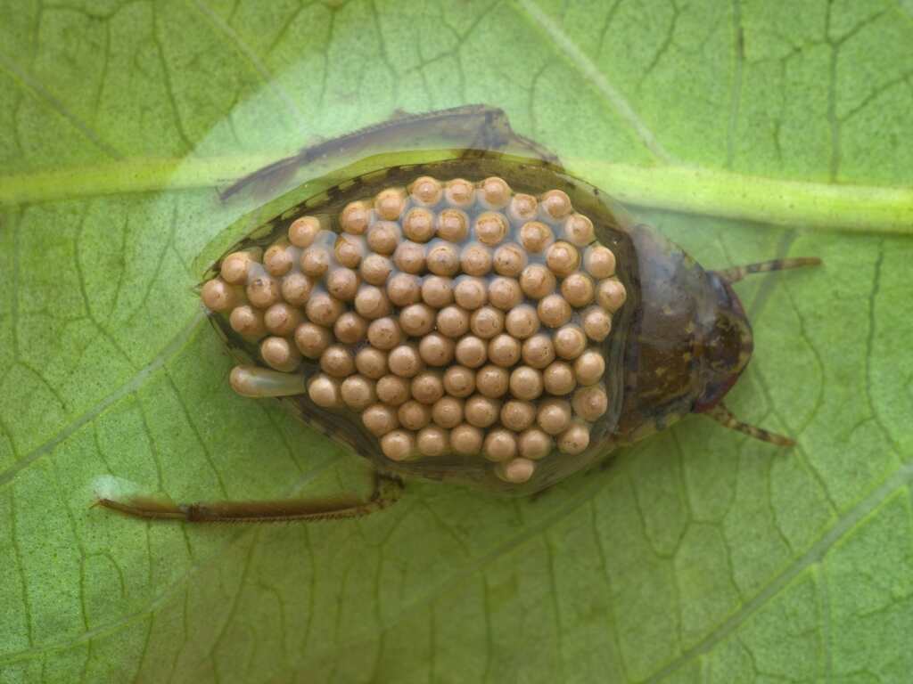 A male giant water bug carrying eggs on its back.