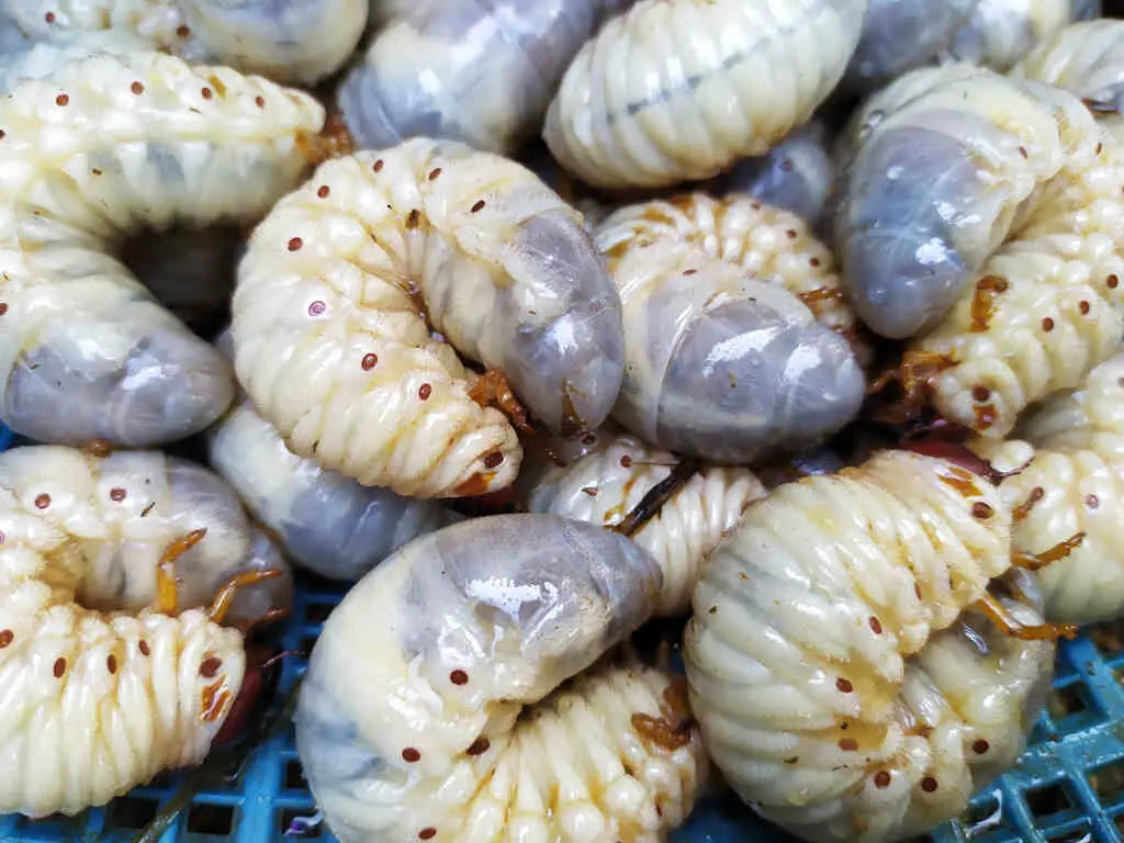 Megasoma grubs