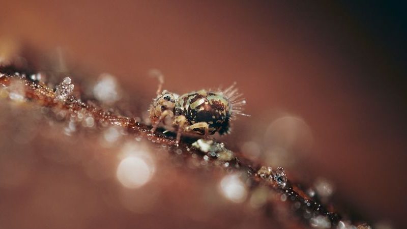 springtail close up