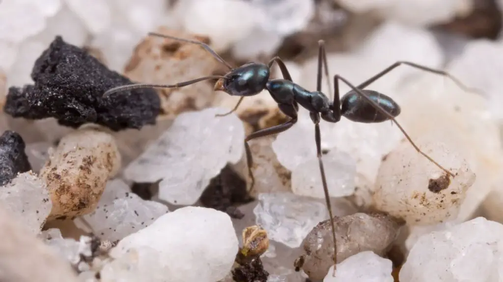 a close up photo of a foraging Iridomyrmex bicknelli