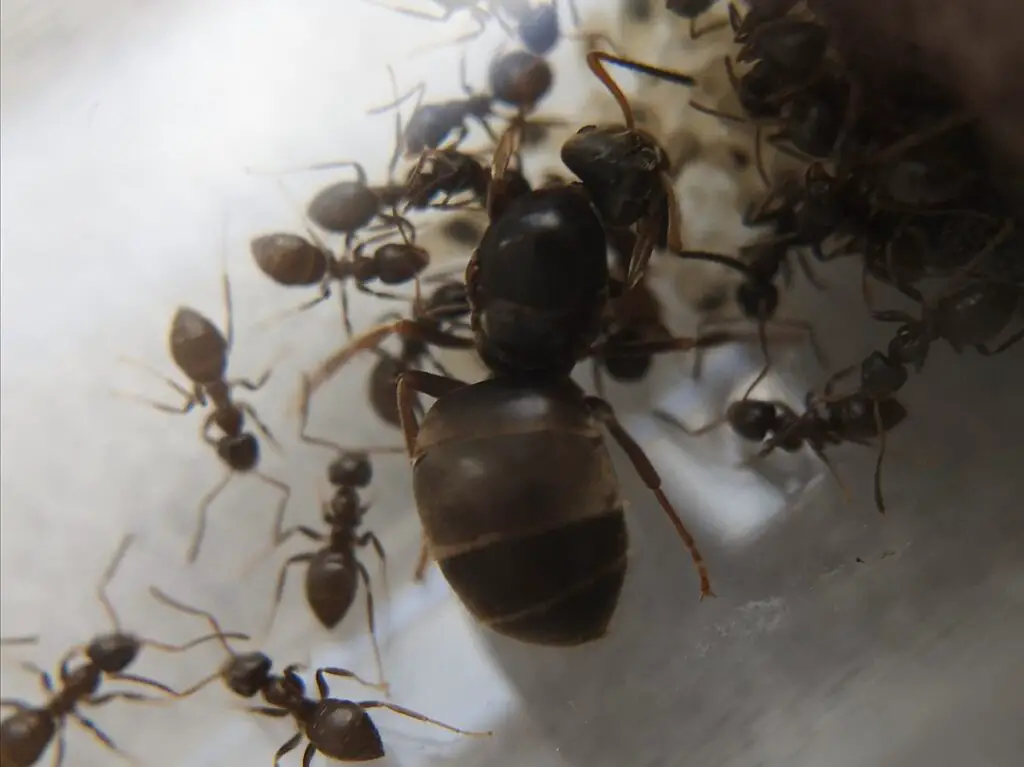 a queen lasius niger with her brood