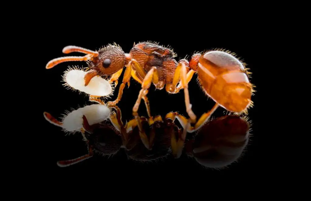 a Myrmica rubra close up