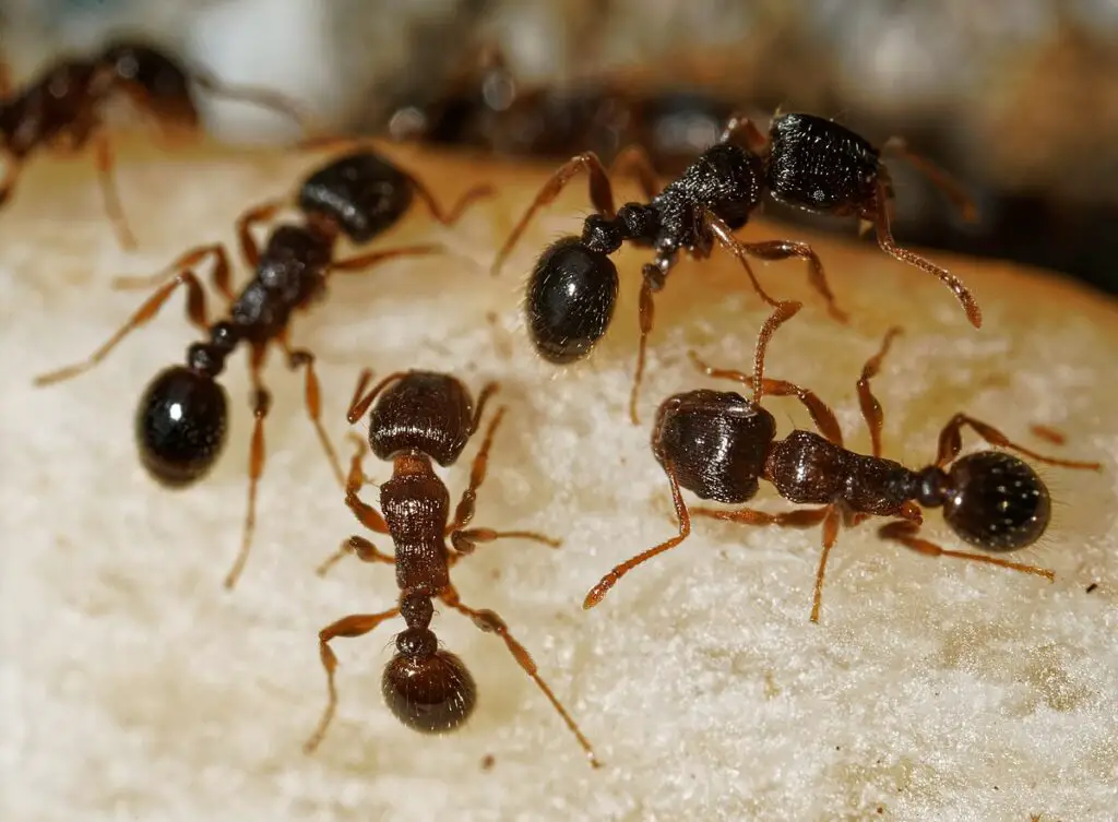 Tetramorium immigrans ants foraging in Cincinnati, Ohio, USA