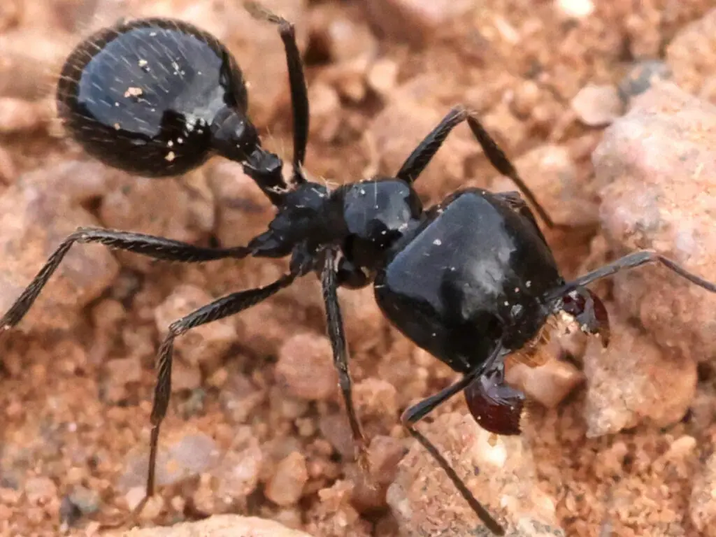 A Veromessor pergandei worker