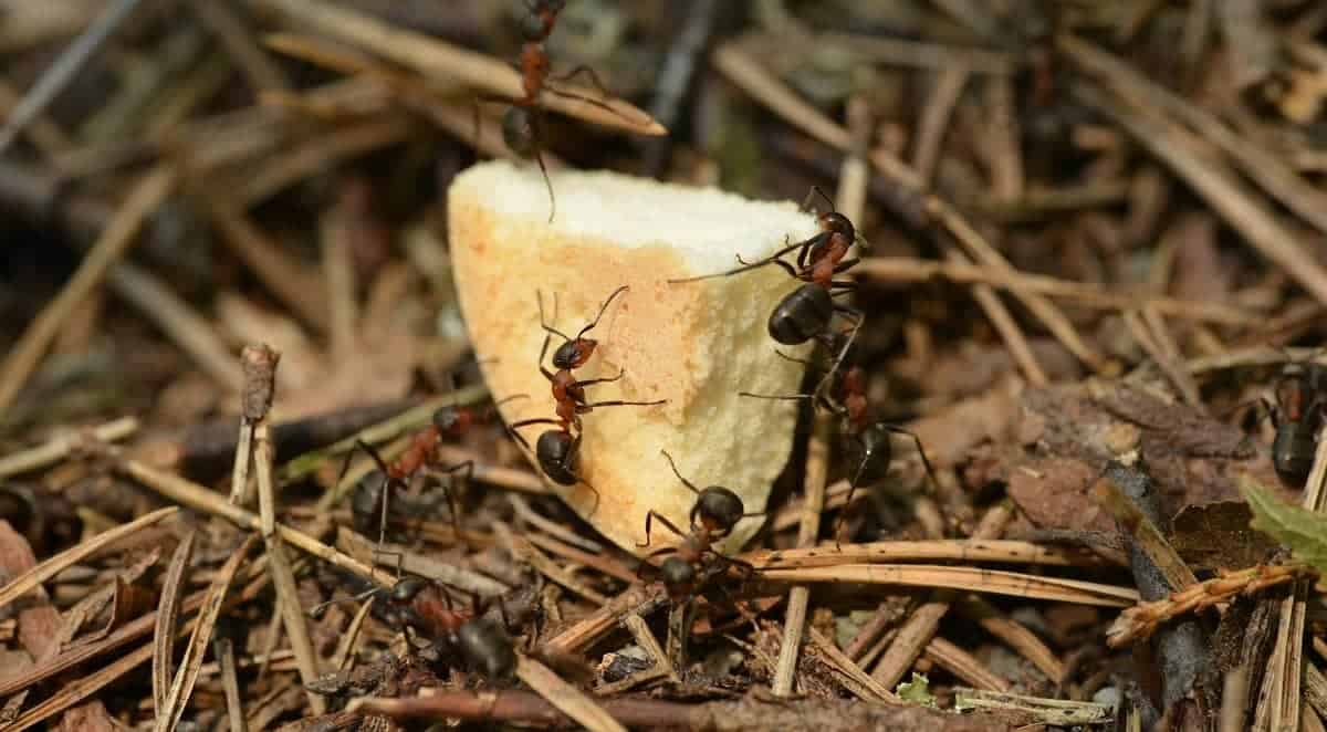 How to Feed Your Ants A Guide for Beginner