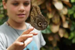 Boy playing with butterfly