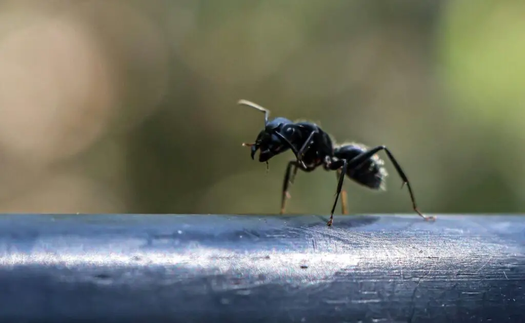 a macro photo of a carpenter ant