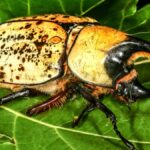 a male eastern hercules beetle