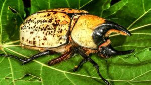 a male eastern hercules beetle