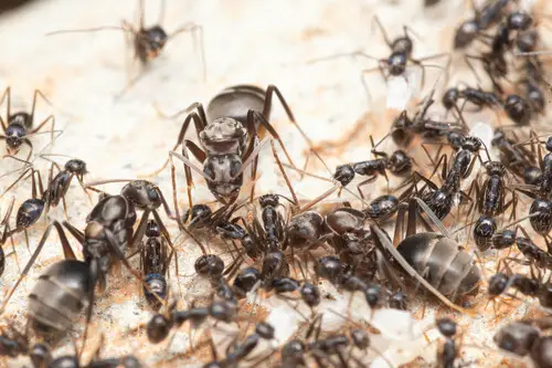 a brood of paratrechina longicornis