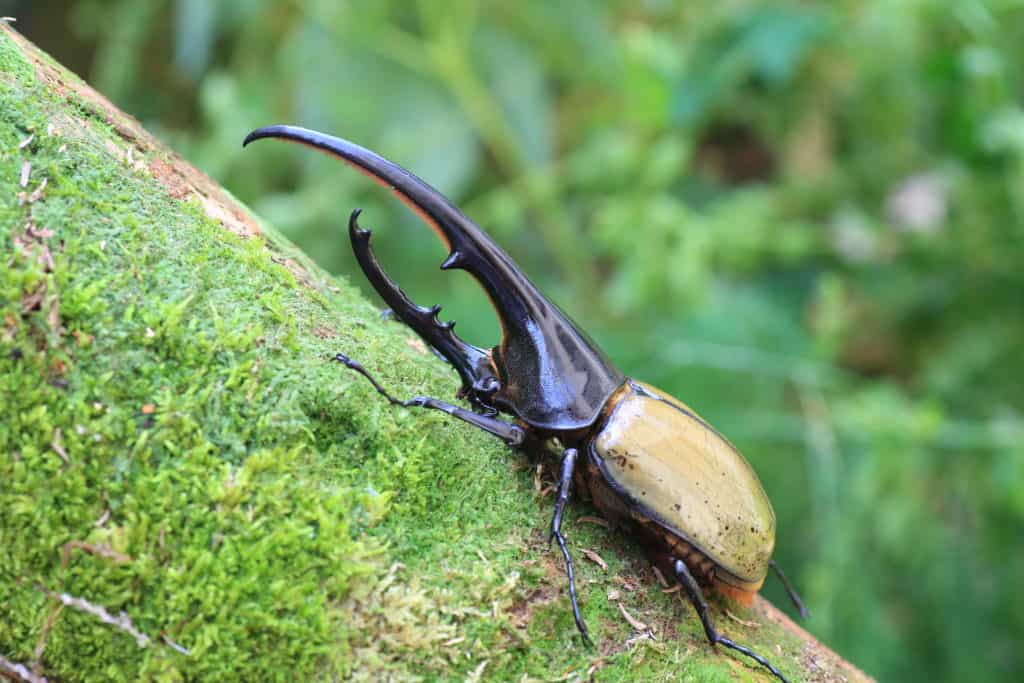 Ultimate Guide to Keeping Hercules Beetles Dynastes Hercules