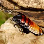 A male madagascar hissing cockroach
