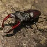 Comprehensive Guide on Giant Stag Beetle Care