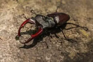 Comprehensive Guide on Giant Stag Beetle Care