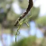 Stick Insect on a branch