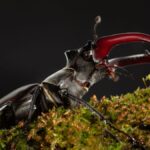 a giant stag beetle