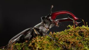 a giant stag beetle