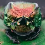A rainbow dung beetle