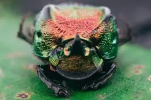 A rainbow dung beetle