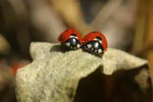 2 cute ladybugs