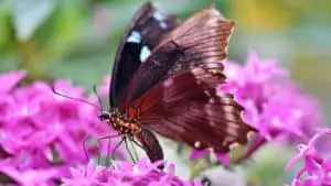 Butterfly-on-flower