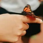 Butterfly keeping for kids