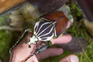 A male goliath beetle