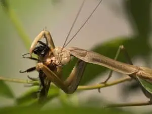 Feeder Insects for Mantis: Choices, Consideration, and Rearing