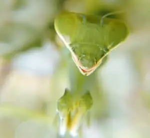 Praying mantis as pet