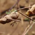 Breeding mantises