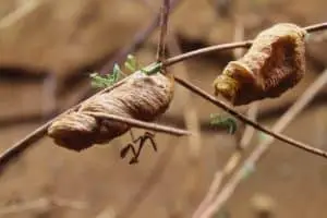 Breeding mantises