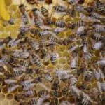 How to Start Beekeeping – A Practical Step by Step Guide