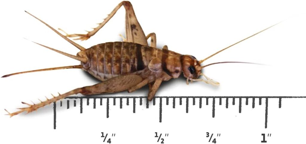 a juvenile cricket